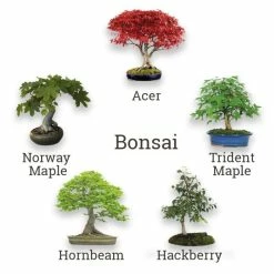 Grow Your Own Quirky Gardener's Gift Set | By Plant Theory 21 Grow Your Own Quirky Gardener's Gift Set | By Plant Theory -Plants outlet store PT012 add image 9 bf30