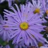 Aster × Frikartii Mönch | 9cm Pot -Plants outlet store RH30000095 2968