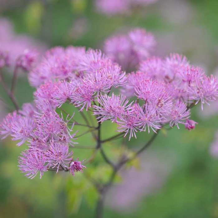 Thalictrum Black Stockings | 9cm Pot 3 Thalictrum Black Stockings | 9cm Pot