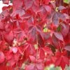 Parthenocissus Quinquefolia | 9cm Pot -Plants outlet store RH30000468 f21b