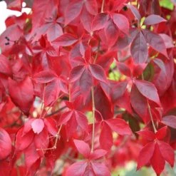 Parthenocissus Quinquefolia | 9cm Pot