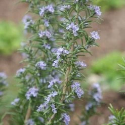 Rosmarinus Officinalis Miss Jessopp's Upright | 9cm Pot