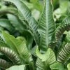 Asplenium Scolopendrium | 9cm Pot 1 Asplenium Scolopendrium | 9cm Pot -Plants outlet store RH30000590 f93c