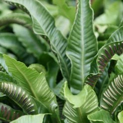 Asplenium Scolopendrium | 9cm Pot