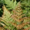 Dryopteris Erythrosora | 9cm Pot