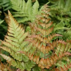 Dryopteris Erythrosora | 9cm Pot
