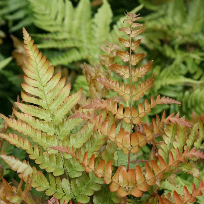 Dryopteris Erythrosora | 9cm Pot 3 Dryopteris Erythrosora | 9cm Pot