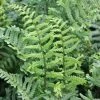 Dryopteris Filix-mas Cristata | 9cm Pot 1 Dryopteris Filix-mas Cristata | 9cm Pot -Plants outlet store RH30000596 3013