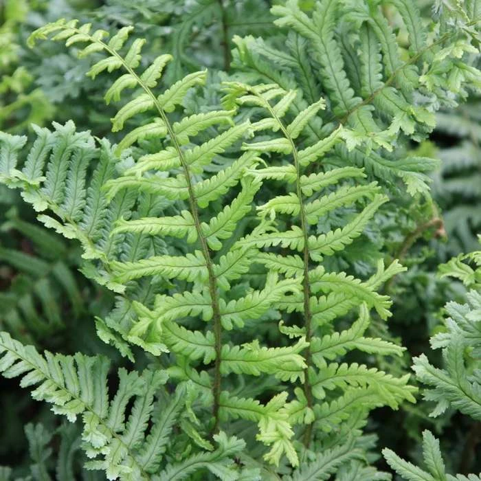 Dryopteris Filix-mas Cristata | 9cm Pot 3 Dryopteris Filix-mas Cristata | 9cm Pot