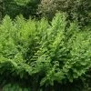 Osmunda Regalis | 9cm Pot -Plants outlet store RH30000600 71d9