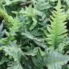 Polypodium Vulgare | 9cm Pot -Plants outlet store RH30000601 a27a