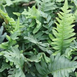 Polypodium Vulgare | 9cm Pot