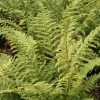 Polystichum Setiferum | 9cm Pot -Plants outlet store RH30000603 08a4