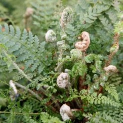 Polystichum Setiferum (Divisilobum Group) Herrenhausen | 9cm Pot