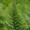 Polystichum Setiferum Plumosomultilobum Group | 9cm Pot -Plants outlet store RH30000605 9822