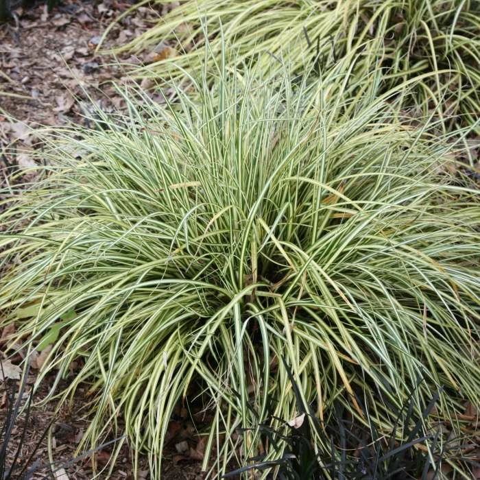 Carex Oshimensis Evergold | 9cm Pot 3 Carex Oshimensis Evergold | 9cm Pot