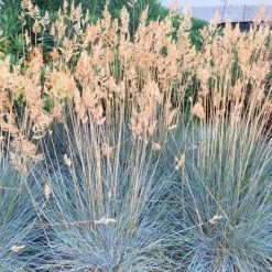 Festuca Glauca Elijah Blue | 9cm Pot