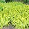 Hakonechloa Macra Aureola | 9cm Pot 2 Hakonechloa Macra Aureola | 9cm Pot -Plants outlet store RH30000731 e8c2