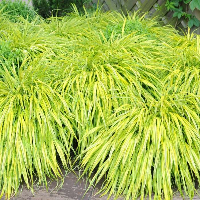 Hakonechloa Macra Aureola | 9cm Pot 3 Hakonechloa Macra Aureola | 9cm Pot