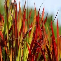 Imperata Cylindrica Rubra | 9cm Pot