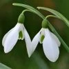 Galanthus Nivalis - Potted Bulbs | 9cm Pot (4 Per Pot) -Plants outlet store RH30000965 4ee7