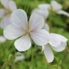 Geranium Clarkei Kashmir White | 9cm Pot -Plants outlet store RH30001015 91a7