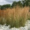 Calamagrostis × Acutiflora Karl Foerster | 9cm Pot -Plants outlet store RH30001063 3185