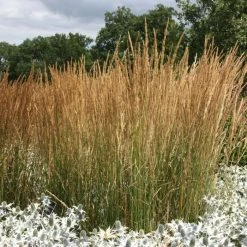 Calamagrostis × Acutiflora Karl Foerster | 9cm Pot