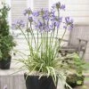 Agapanthus Silver Moon ('Notfred') (PBR) | 9cm Pot -Plants outlet store RH30001135 5c4b