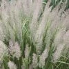 Calamagrostis Brachytricha | 9cm Pot -Plants outlet store RH30001142 8089