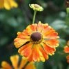 Helenium Waltraut | 9cm Pot 1 Helenium Waltraut | 9cm Pot -Plants outlet store RH30001216 9785
