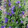 Anchusa Azurea Loddon Royalist | 9cm Pot -Plants outlet store RH30001382 8157