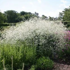 Crambe Cordifolia | 9cm Pot