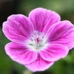 Geranium Elke | 9cm Pot
