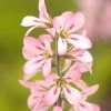 Francoa Sonchifolia Pink Bouquet | 9cm Pot 2 Francoa Sonchifolia Pink Bouquet | 9cm Pot -Plants outlet store RH30001493 6fd7