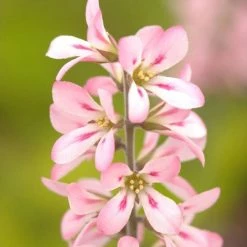 Francoa Sonchifolia Pink Bouquet | 9cm Pot