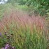 Panicum Virgatum Rehbraun | 9cm Pot -Plants outlet store RH30001503 ed7e