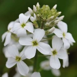 Hesperis Matronalis Var. Albiflora | 9cm Pot