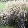 Pennisetum Advena Rubrum | 9cm Pot -Plants outlet store RH30001646 8c0d