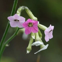 Nicotiana Mutabilis | 9cm Pot