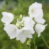 Campanula Persicifolia Var. Alba | 9cm Pot -Plants outlet store RH30001896 09a2