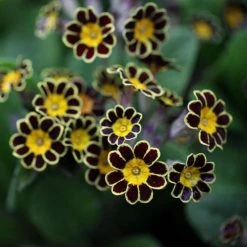 Primula Gold-laced Group | 9cm Pot