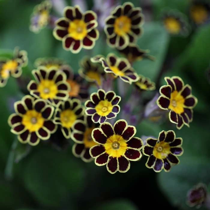Primula Gold-laced Group | 9cm Pot 3 Primula Gold-laced Group | 9cm Pot