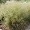 Deschampsia Cespitosa | 9cm Pot 2 Deschampsia Cespitosa | 9cm Pot -Plants outlet store RH30001963 9992