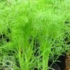 Foeniculum Vulgare | 9cm Pot 1 Foeniculum Vulgare | 9cm Pot -Plants outlet store RH30001976 f335