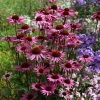 Echinacea Purpurea Rubinglow | 9cm Pot 2 Echinacea Purpurea Rubinglow | 9cm Pot -Plants outlet store RH30002126 08fe