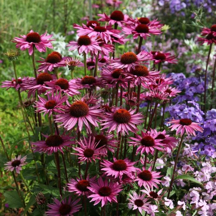 Echinacea Purpurea Rubinglow | 9cm Pot 3 Echinacea Purpurea Rubinglow | 9cm Pot