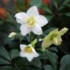 Helleborus Niger | 9cm Pot