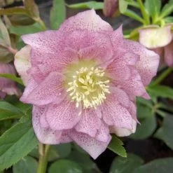 Helleborus × Hybridus Double Ellen Pink | 9cm Pot