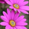 Osteospermum In The Pink | 9cm Pot 2 Osteospermum In The Pink | 9cm Pot -Plants outlet store RH30002669 d6d7